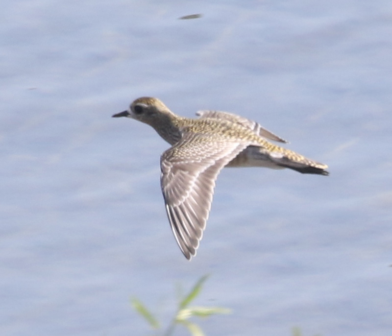 Mystery bird to be identified