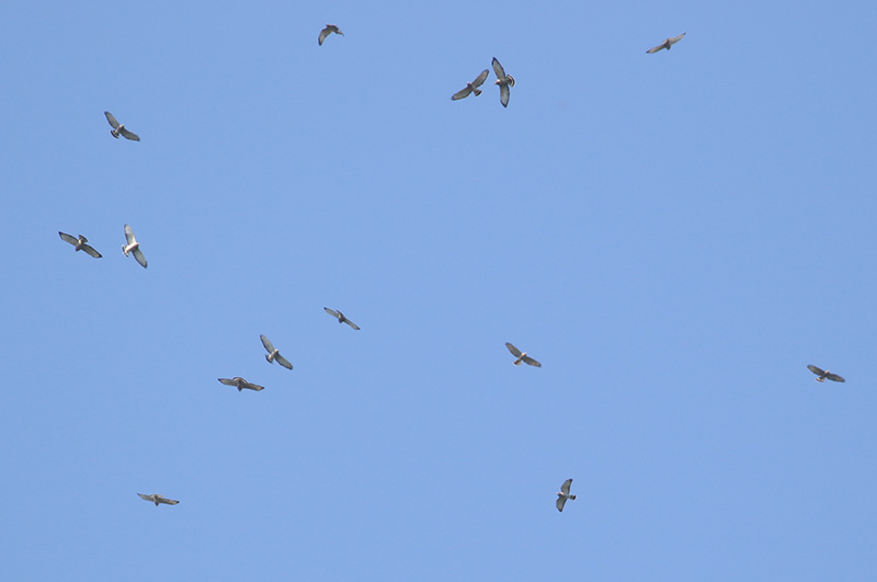 Mystery bird to be identified