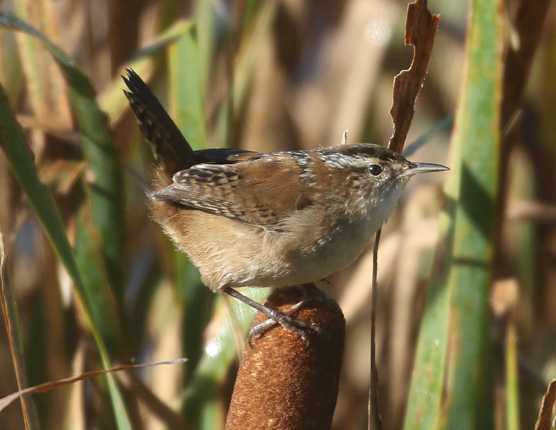 Mystery bird to be identified