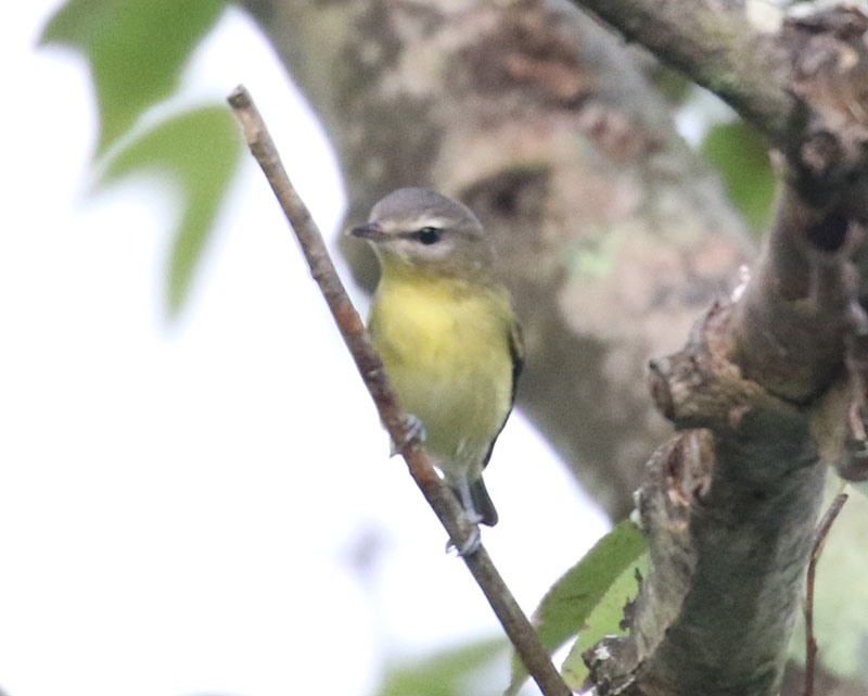 Mystery bird to be identified