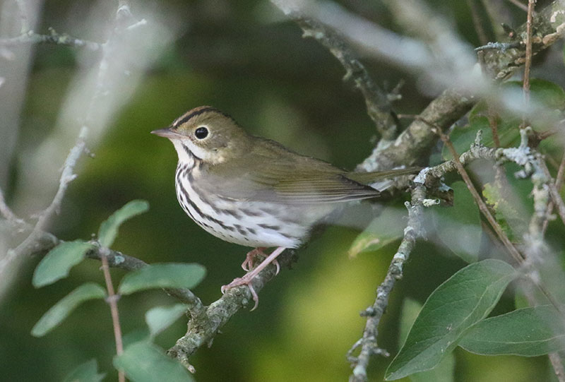 Mystery bird to be identified
