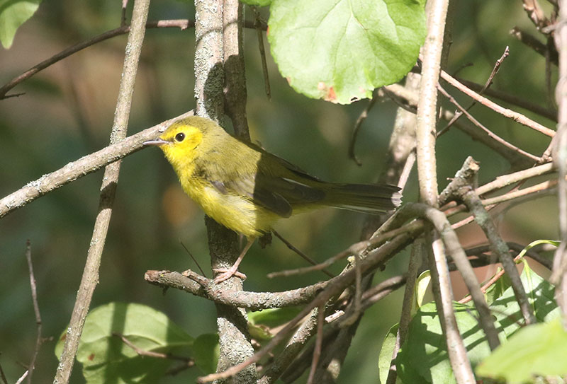 Mystery bird to be identified