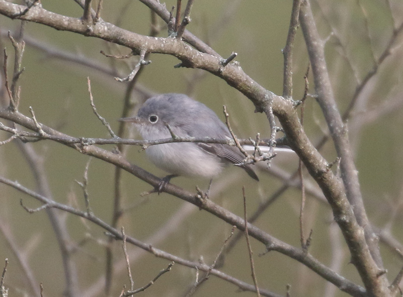 Mystery bird to be identified