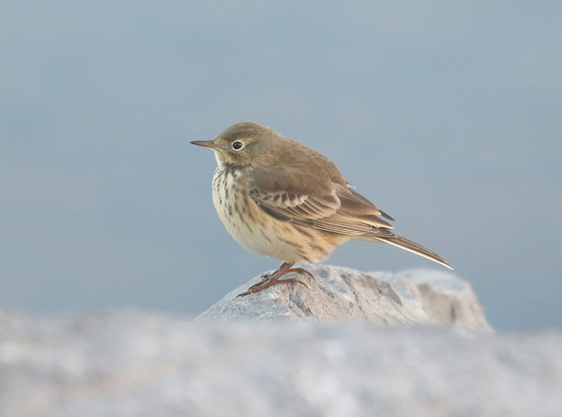 Mystery bird to be identified