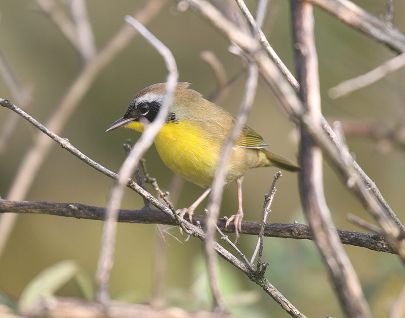 Mystery bird to be identified