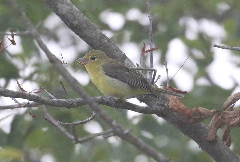 Mystery bird to be identified