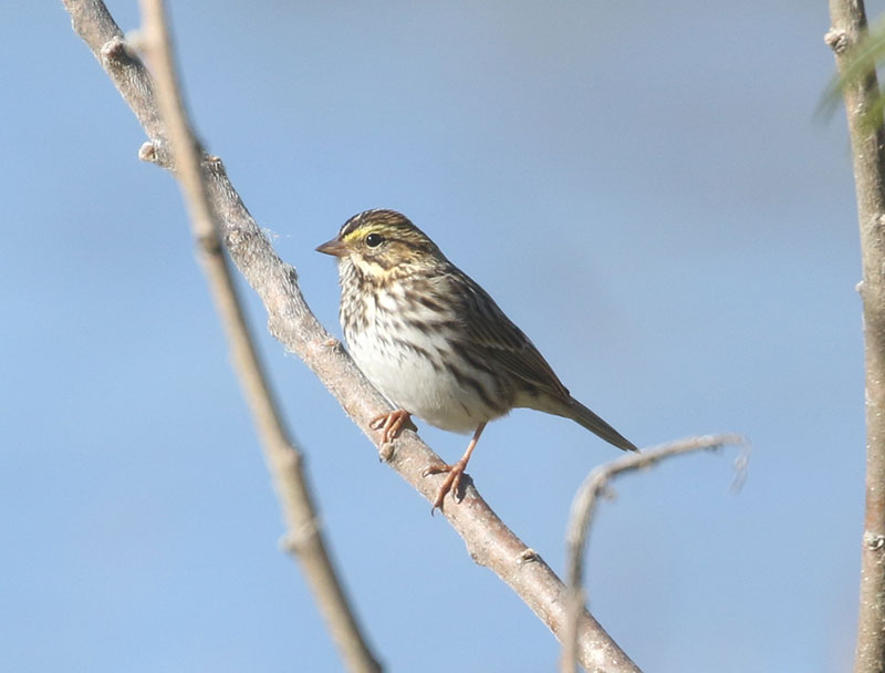 Mystery bird to be identified