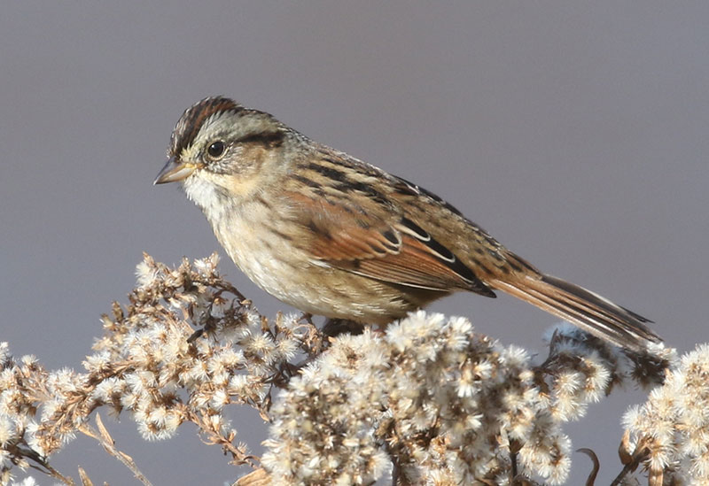 Mystery bird to be identified