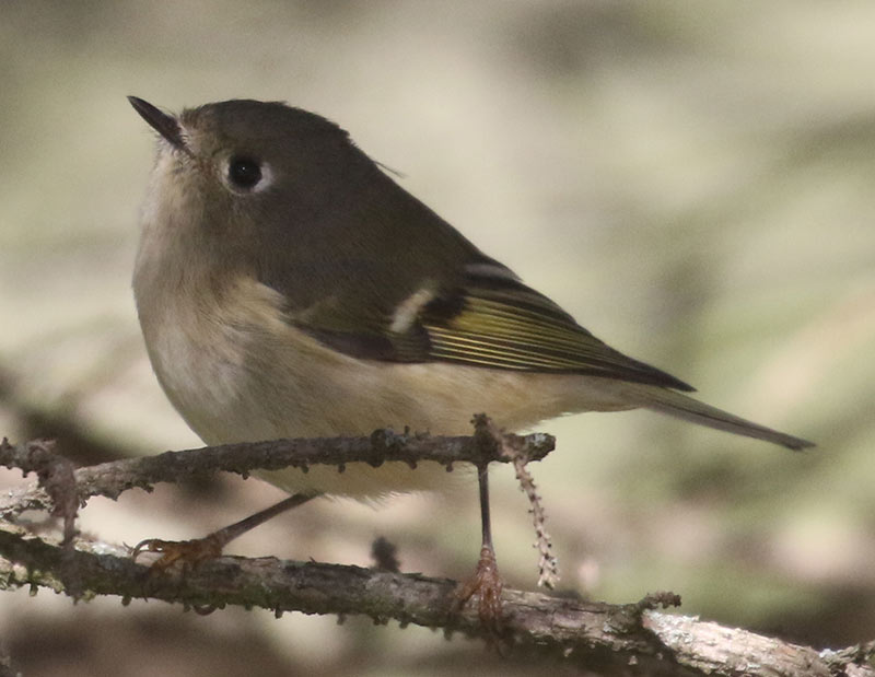 Mystery bird to be identified