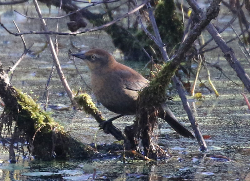 Mystery bird to be identified