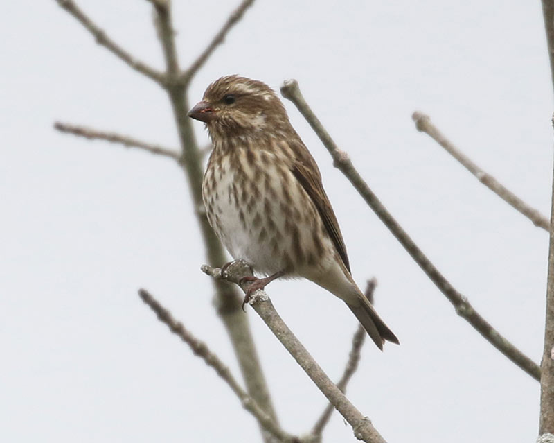 Mystery bird to be identified