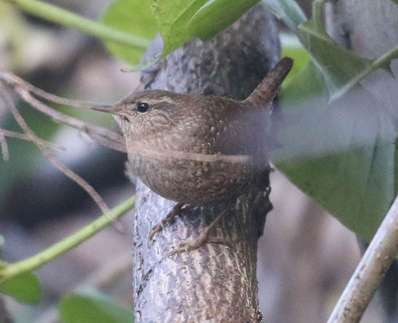 Mystery bird to be identified