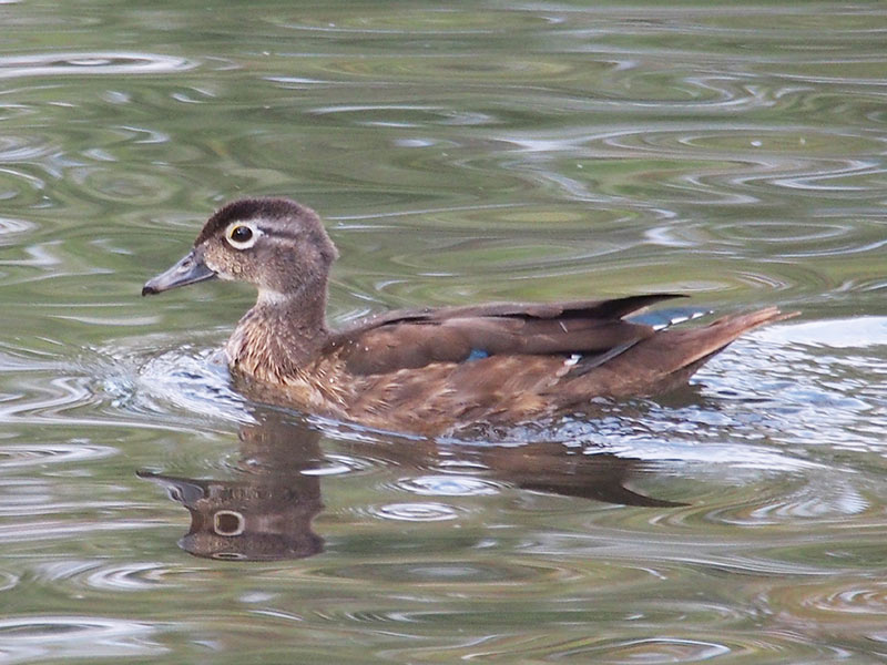 Mystery bird to be identified