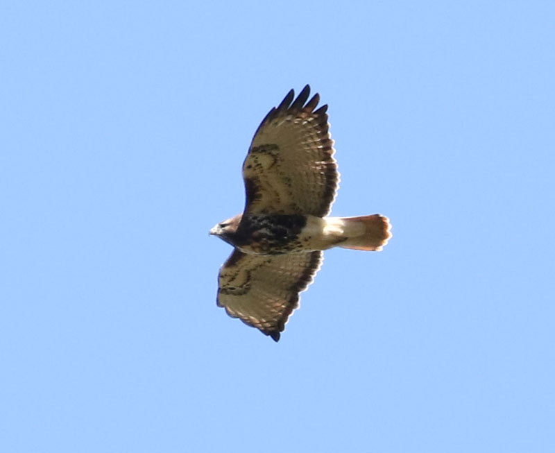 Mystery bird to be identified