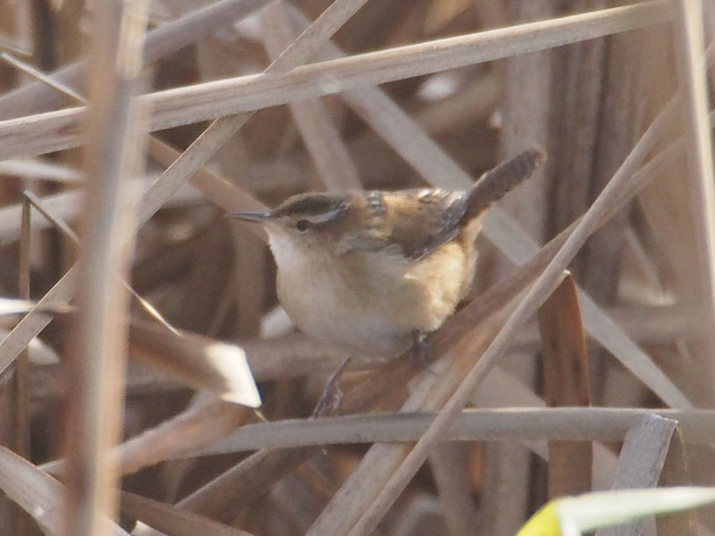 Mystery bird to be identified