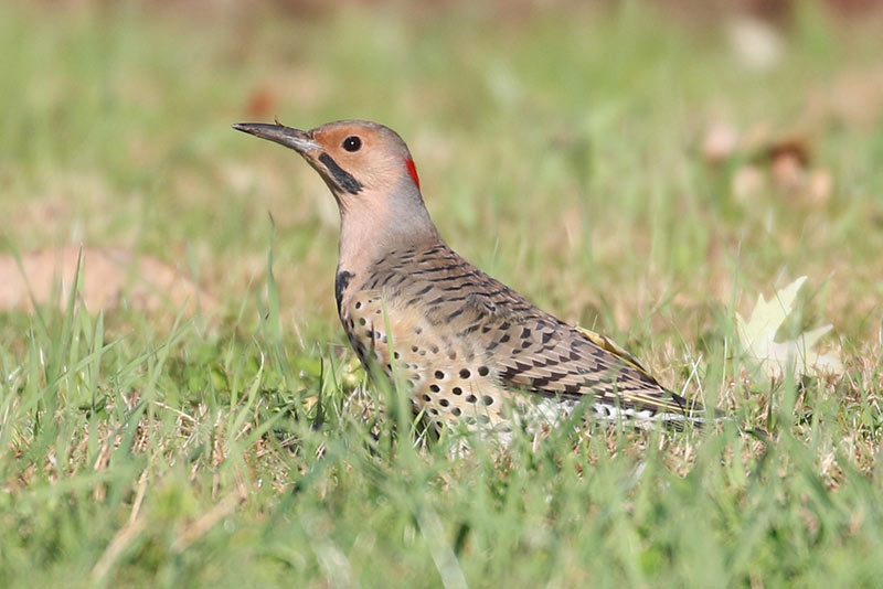 Mystery bird to be identified
