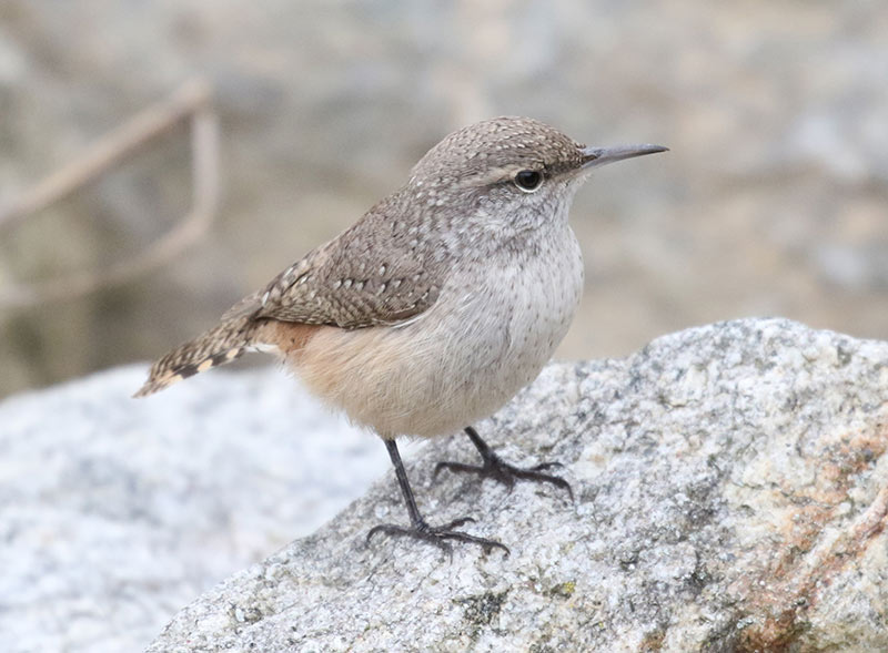 Mystery bird to be identified