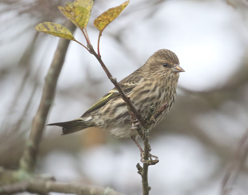Mystery bird to be identified
