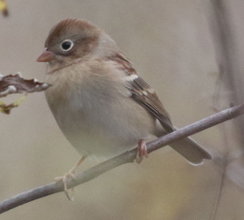Mystery bird to be identified