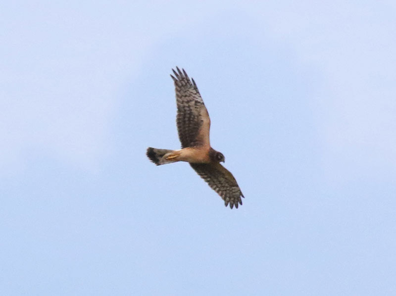 Mystery bird to be identified
