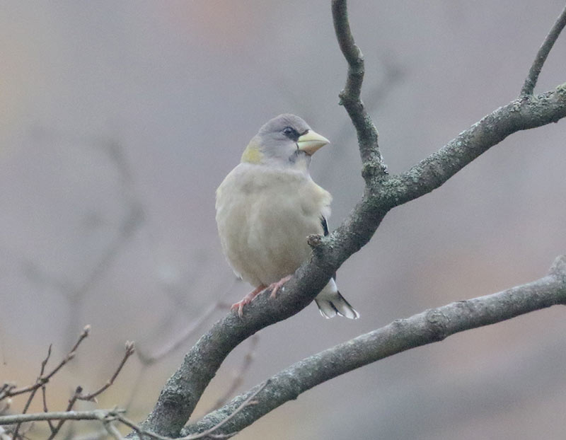 Mystery bird to be identified