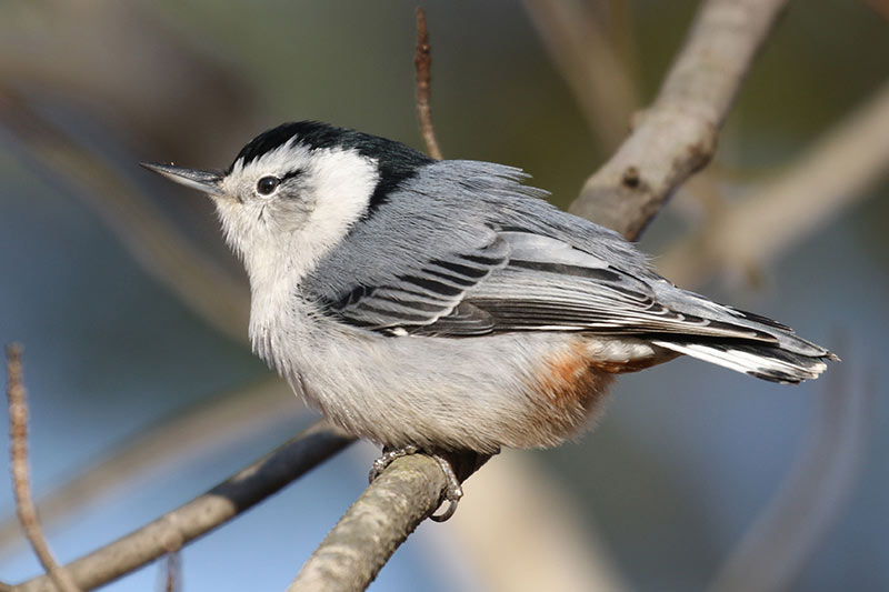 Mystery bird to be identified