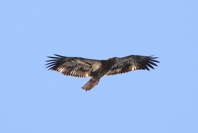 Mystery bird to be identified