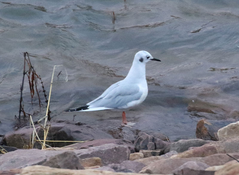 Mystery bird to be identified