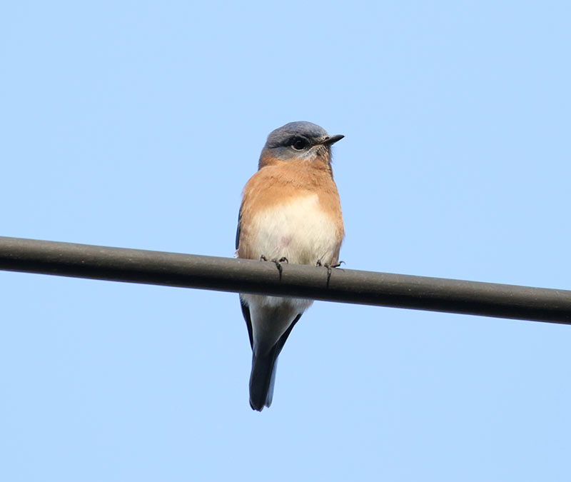 Mystery bird to be identified