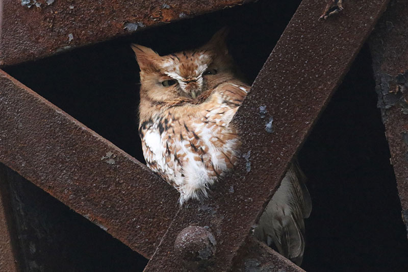 Mystery bird to be identified