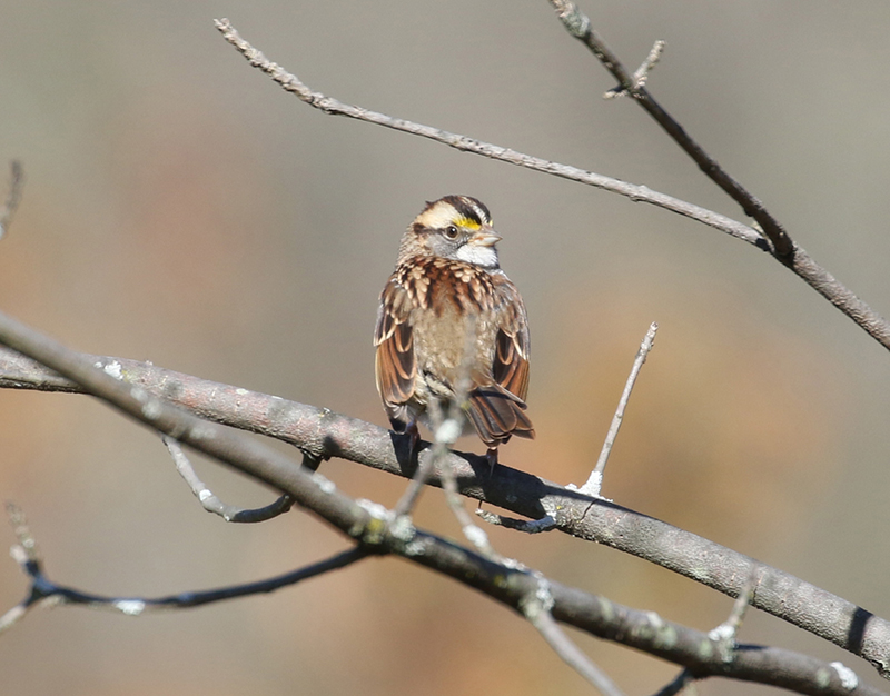 Mystery bird to be identified