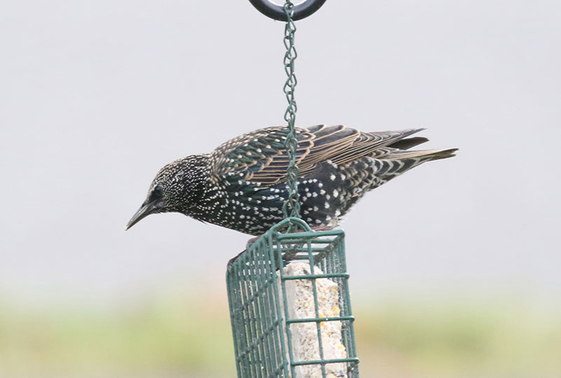 Mystery bird to be identified