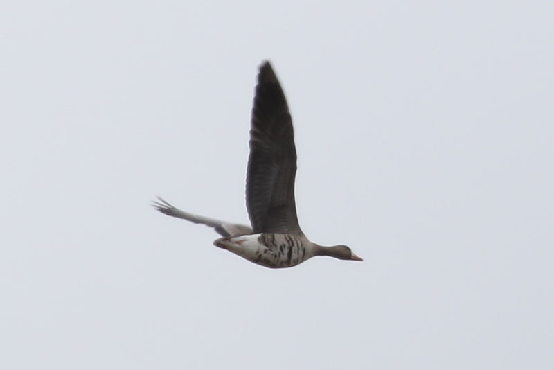 Mystery bird to be identified