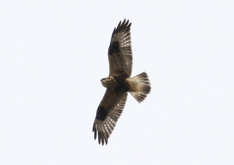 Mystery bird to be identified