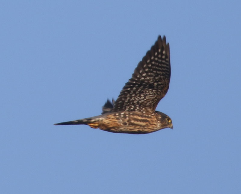 Mystery bird to be identified