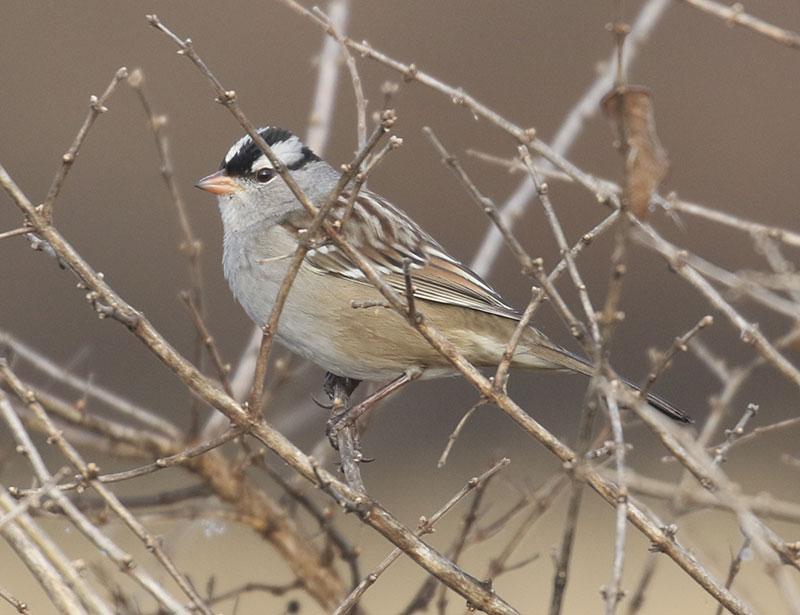 Mystery bird to be identified