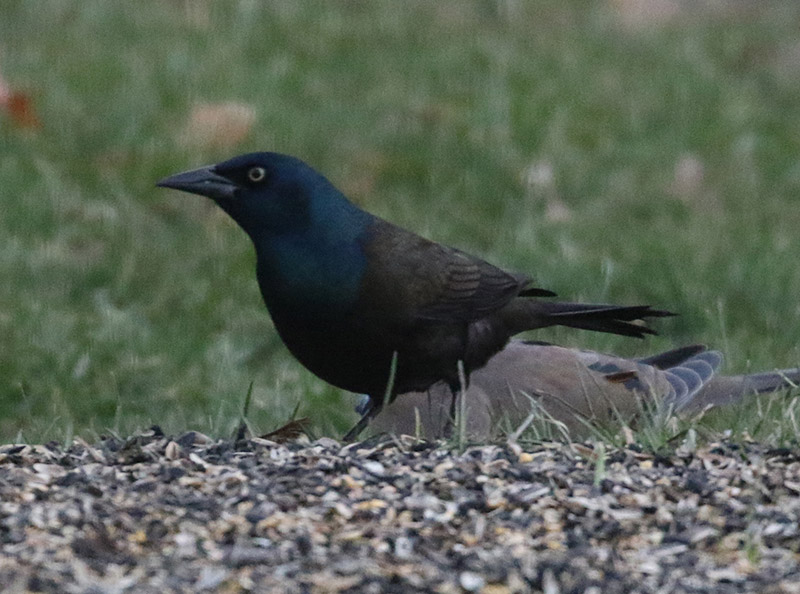 Mystery bird to be identified