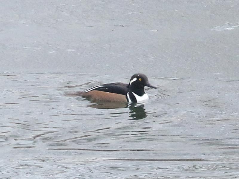 Mystery bird to be identified