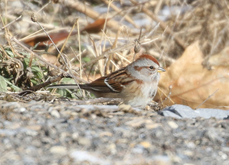 Mystery bird to be identified