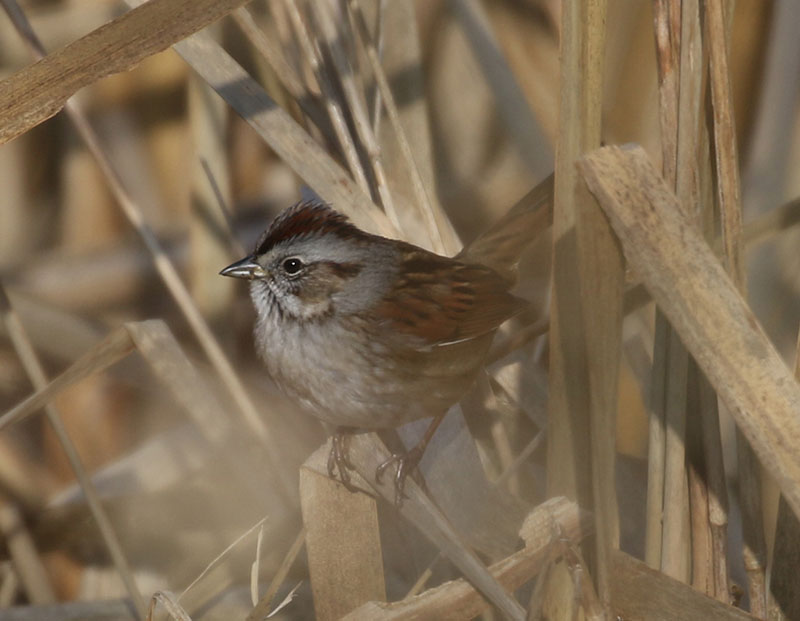 Mystery bird to be identified