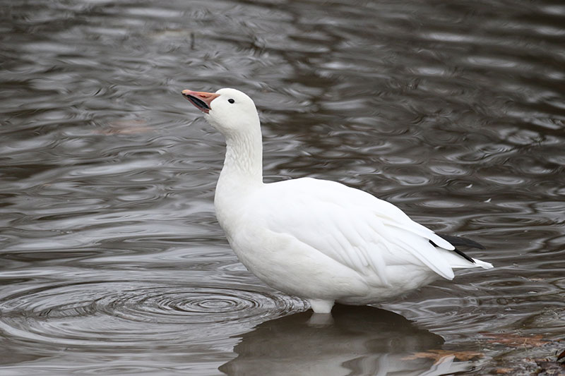Mystery bird to be identified