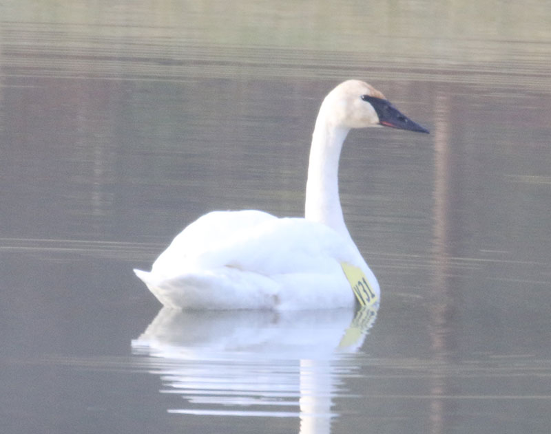 Mystery bird to be identified