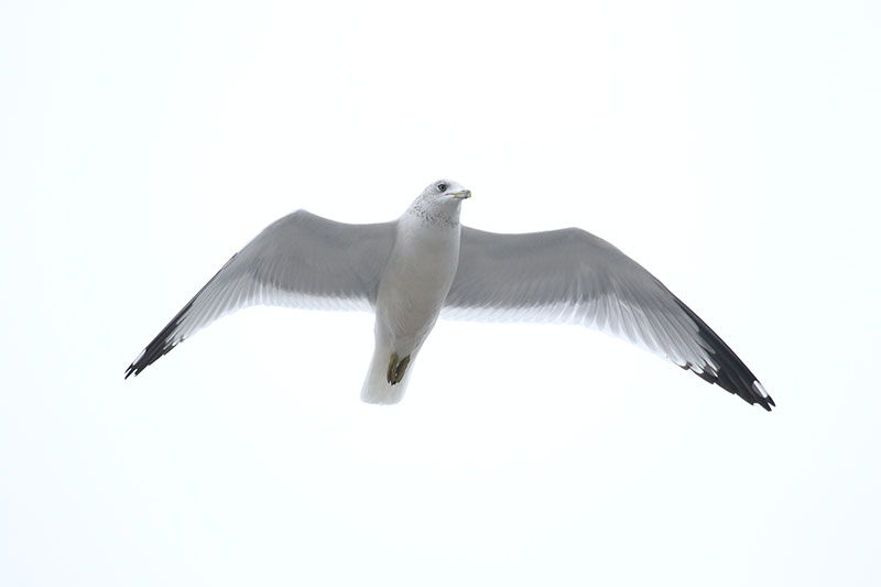 Mystery birds to be identified