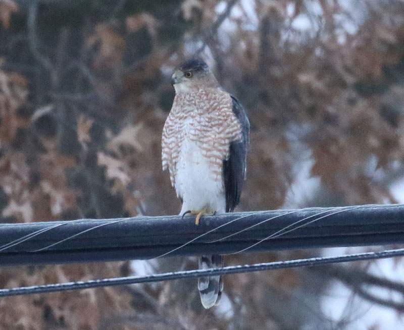 Mystery birds to be identified