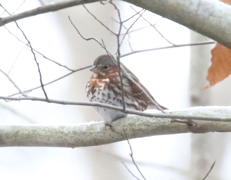 Mystery birds to be identified