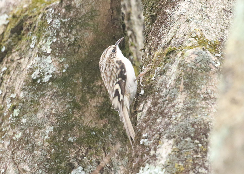 Mystery birds to be identified