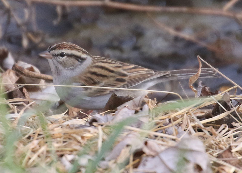 Mystery bird to be identified