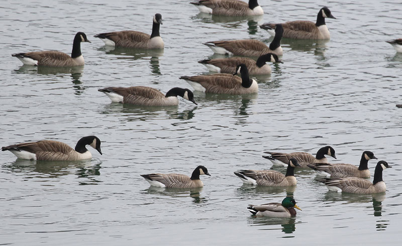 Comparison shot with Canada Geese