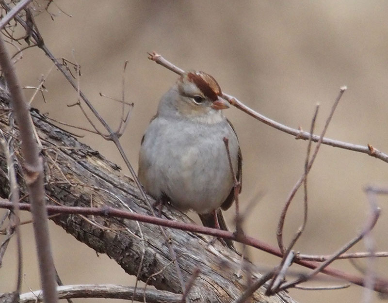 Mystery bird to be identified