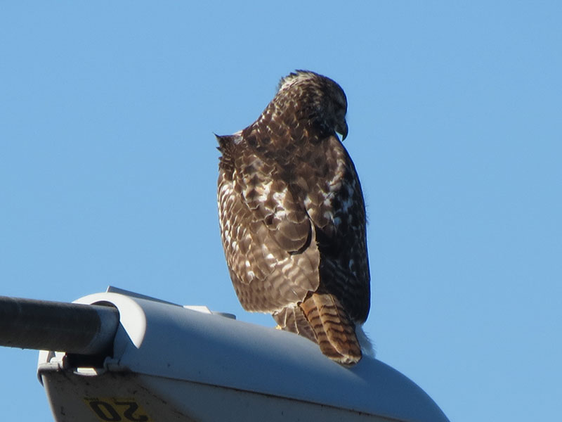 Mystery bird to be identified